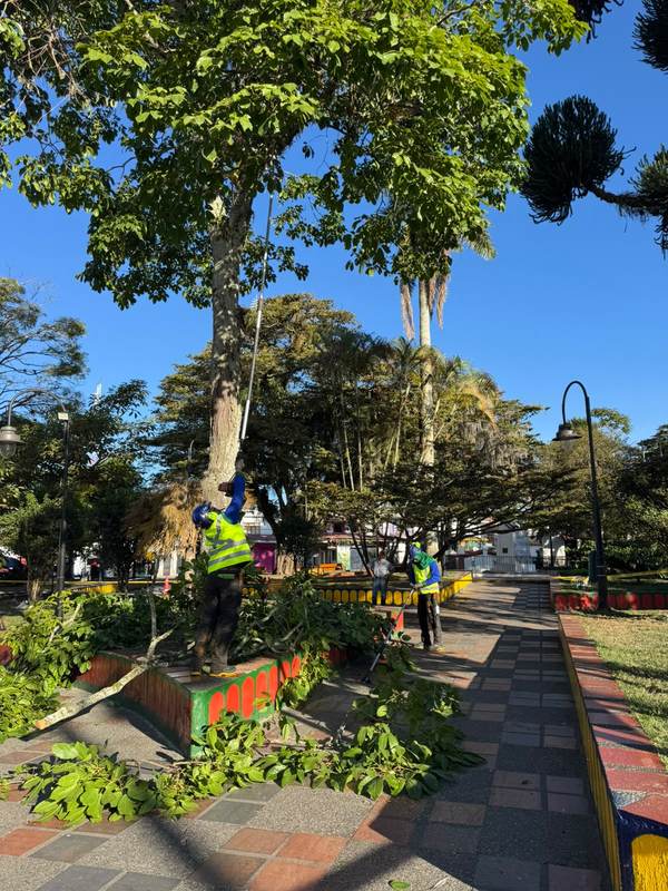 Equipo especializado de Área Limpia Servicios Medioambientales durante la intervención de arbolado en el Parque Principal de Circasia